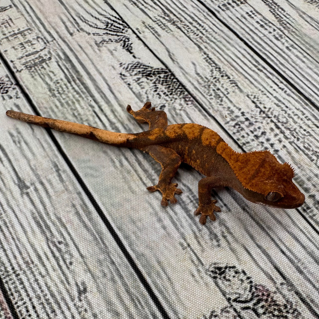 Flame Unsexed Crested Gecko (#R31)