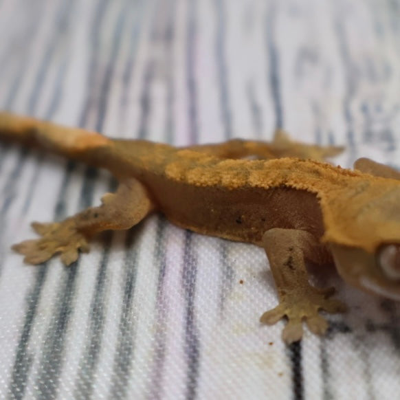 (#G200) Fire Crested Gecko – Baby Unsexed