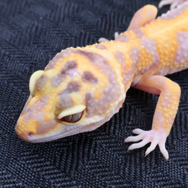 (#1) Bold Tangerine Tremper Albino Leopard Gecko – Unsexed