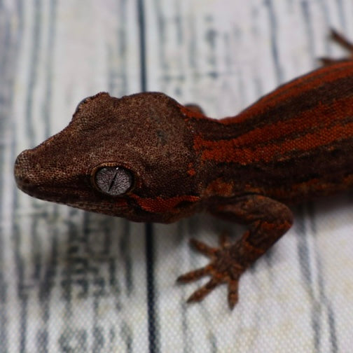 (#1) Possible Phantom Eye Red Stripe Gargoyle Gecko – Unsexed {DEADPOOL LINE}