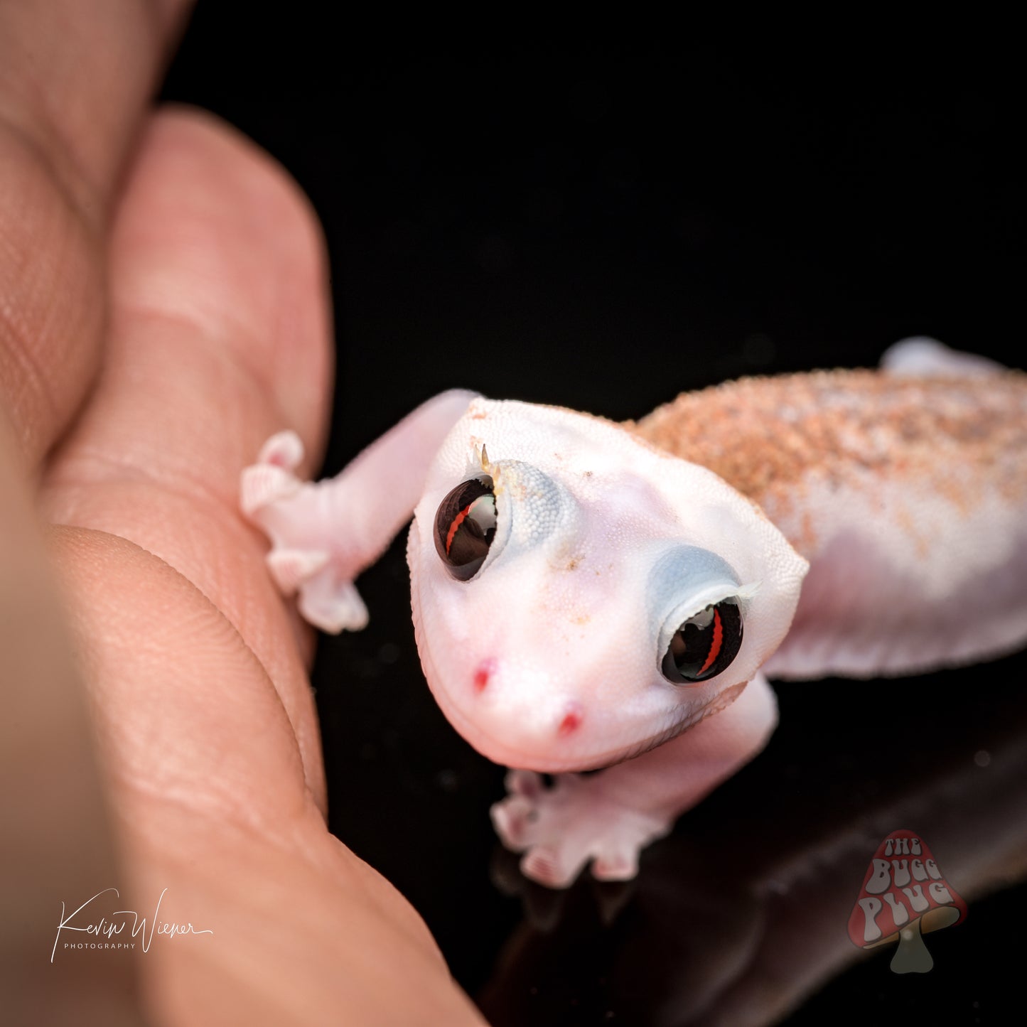 Mack Leucistic Male Crested Gecko