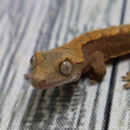 (#G200) Fire Crested Gecko – Baby Unsexed