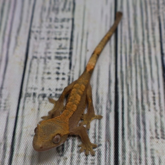 (#G200) Fire Crested Gecko – Baby Unsexed