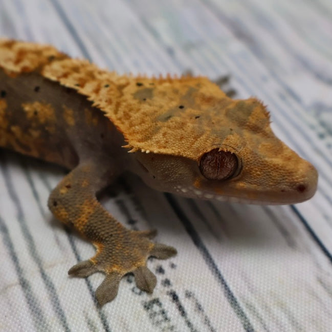 (#G132) Possible Fire Crested Gecko – Female Juvenile