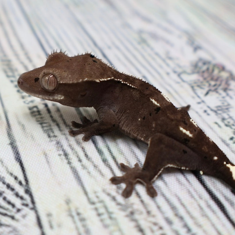 (#510) Axanthic Pinstripe Dalmatian Crested Gecko – Unsexed