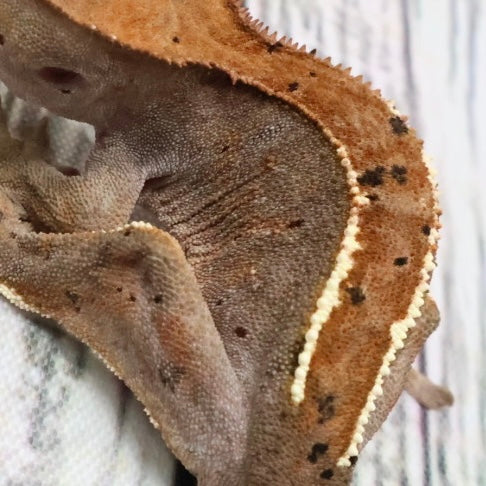 (#403) RCK Cappuccino Partial Pinstripe Dalmatian Crested Gecko