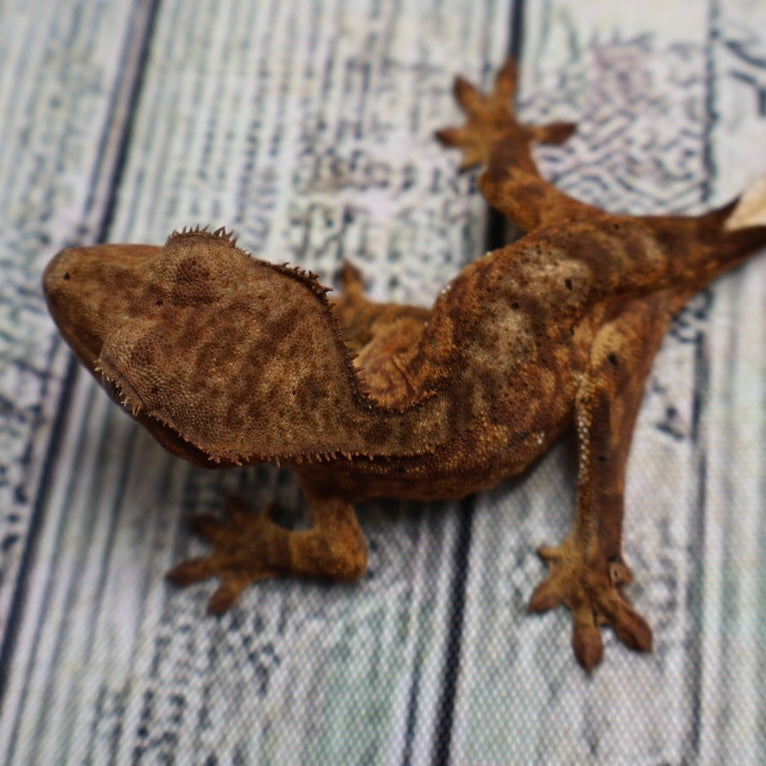 (#428) het Axanthic Crested Gecko – Unsexed