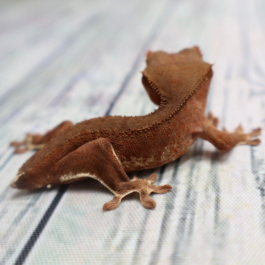 (#R2) Phantom Lily White Unsexed Crested Gecko