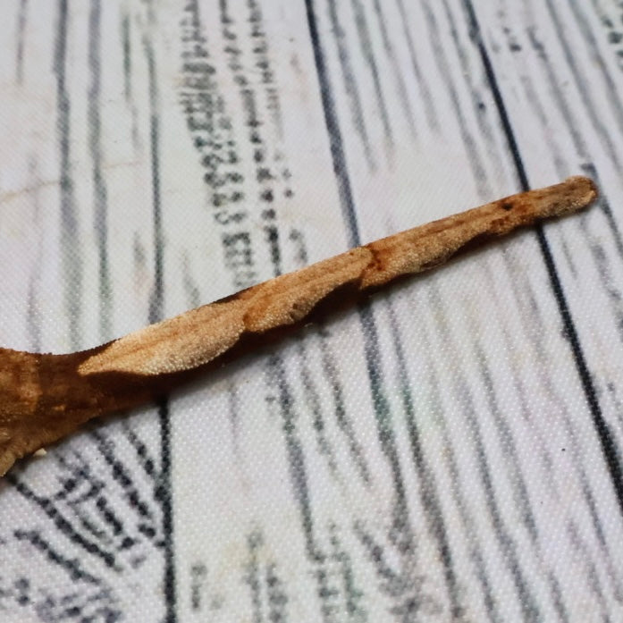 (#407) het Axanthic Crested Gecko – Unsexed