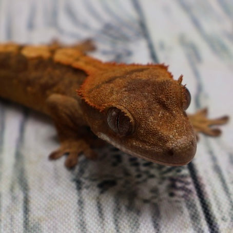 (#R33) Flame Unsexed Crested Gecko