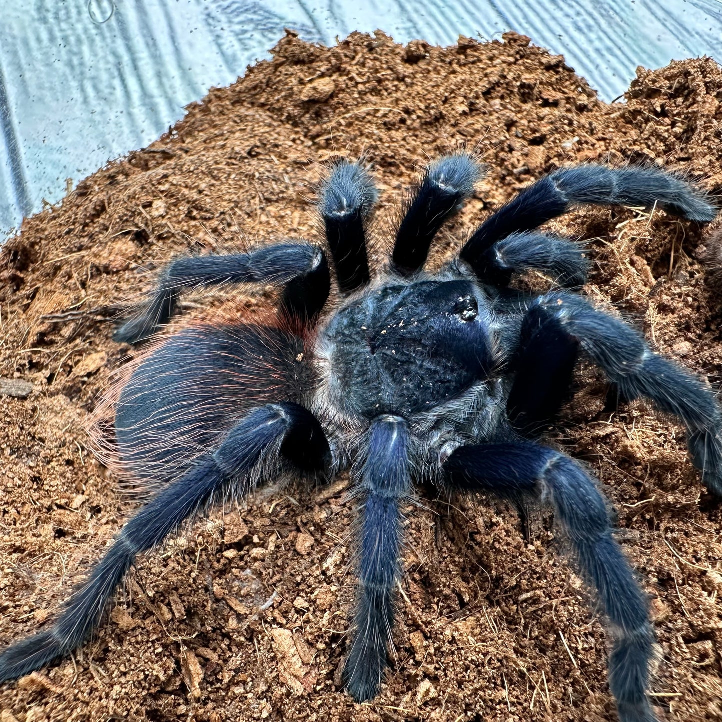 Lasiodora sazimai ~ (Brazilian Blue Tarantula) 3" – Male Juvenile