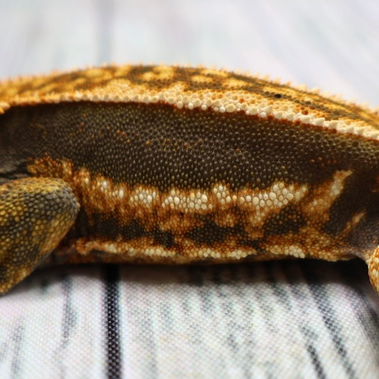 (#214) Quad Pinstripe Softscale Emptyback Crested Gecko – Male Sub-Adult