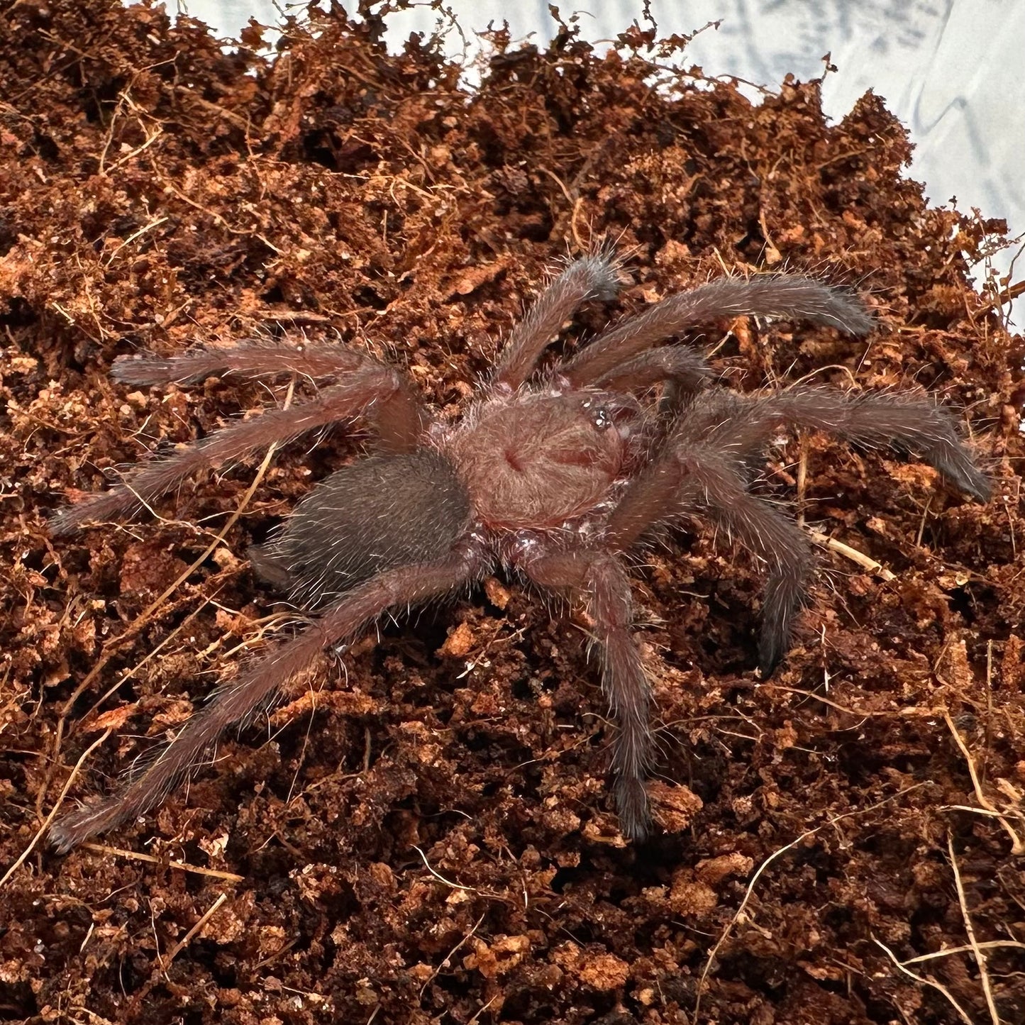 Chilobrachys natanicharum ~ (Thailand Electric Blue Tarantula) ¾" – Unsexed Sling