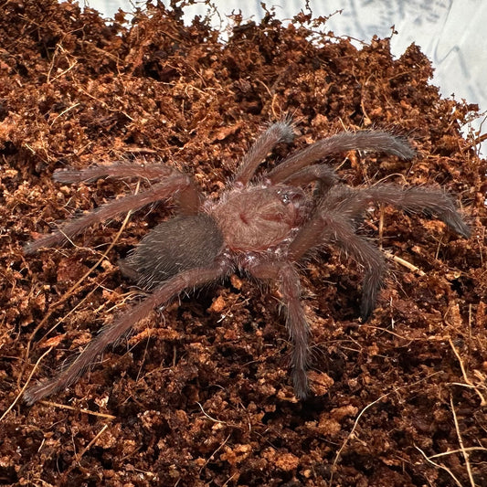 Chilobrachys natanicharum ~ (Thailand Electric Blue Tarantula) ¾" – Unsexed Sling