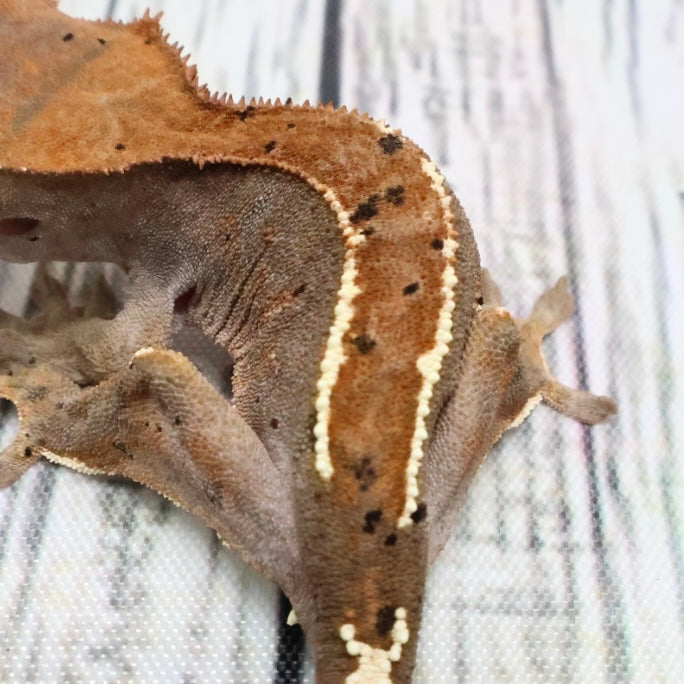 (#403) RCK Cappuccino Partial Pinstripe Dalmatian Crested Gecko
