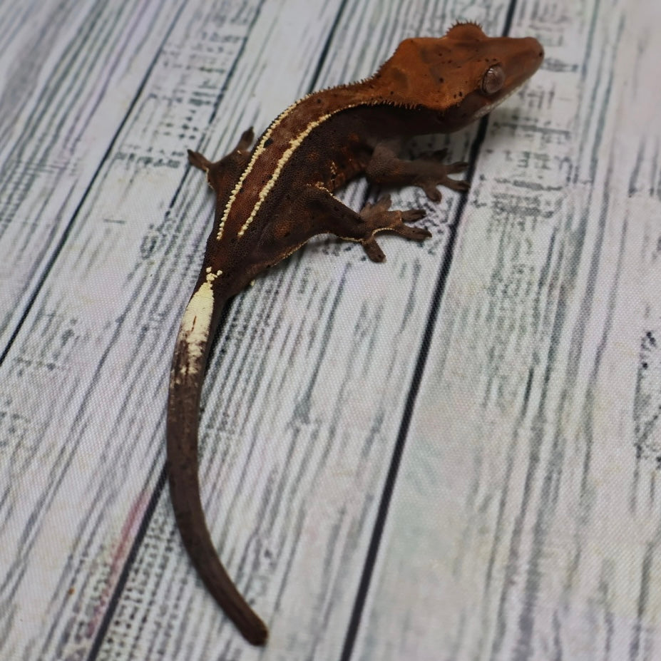 RCK Cappuccino Pinstripe Dalmatian Male Crested Gecko (#473)