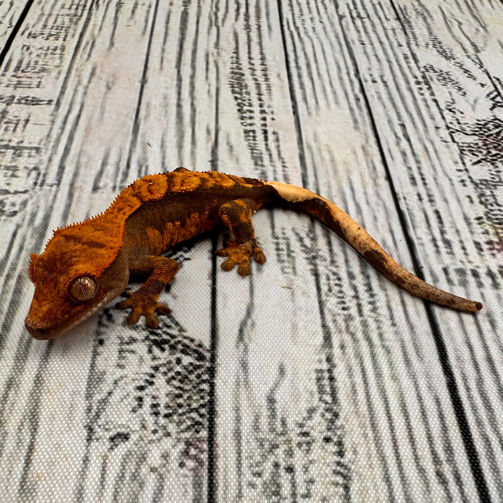 Harlequin Unsexed Crested Gecko (#R8)