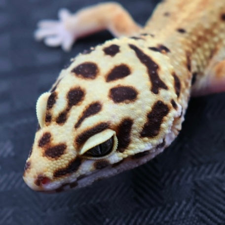 (#32) Tangerine Stripe Leopard Gecko – Male