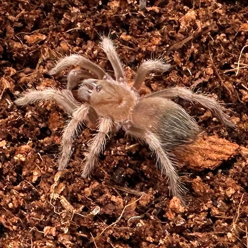 Brachypelma hamorii ~ (Mexican Red Knee Tarantula) ¾" – Unsexed Sling