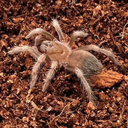 Brachypelma hamorii ~ (Mexican Red Knee Tarantula) ¾" – Unsexed Sling