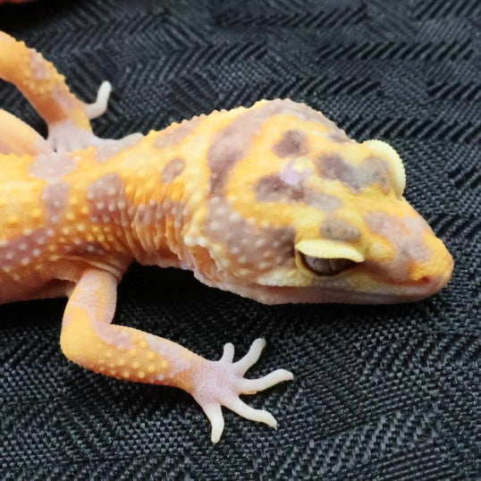 (#1) Bold Tangerine Tremper Albino Leopard Gecko – Unsexed