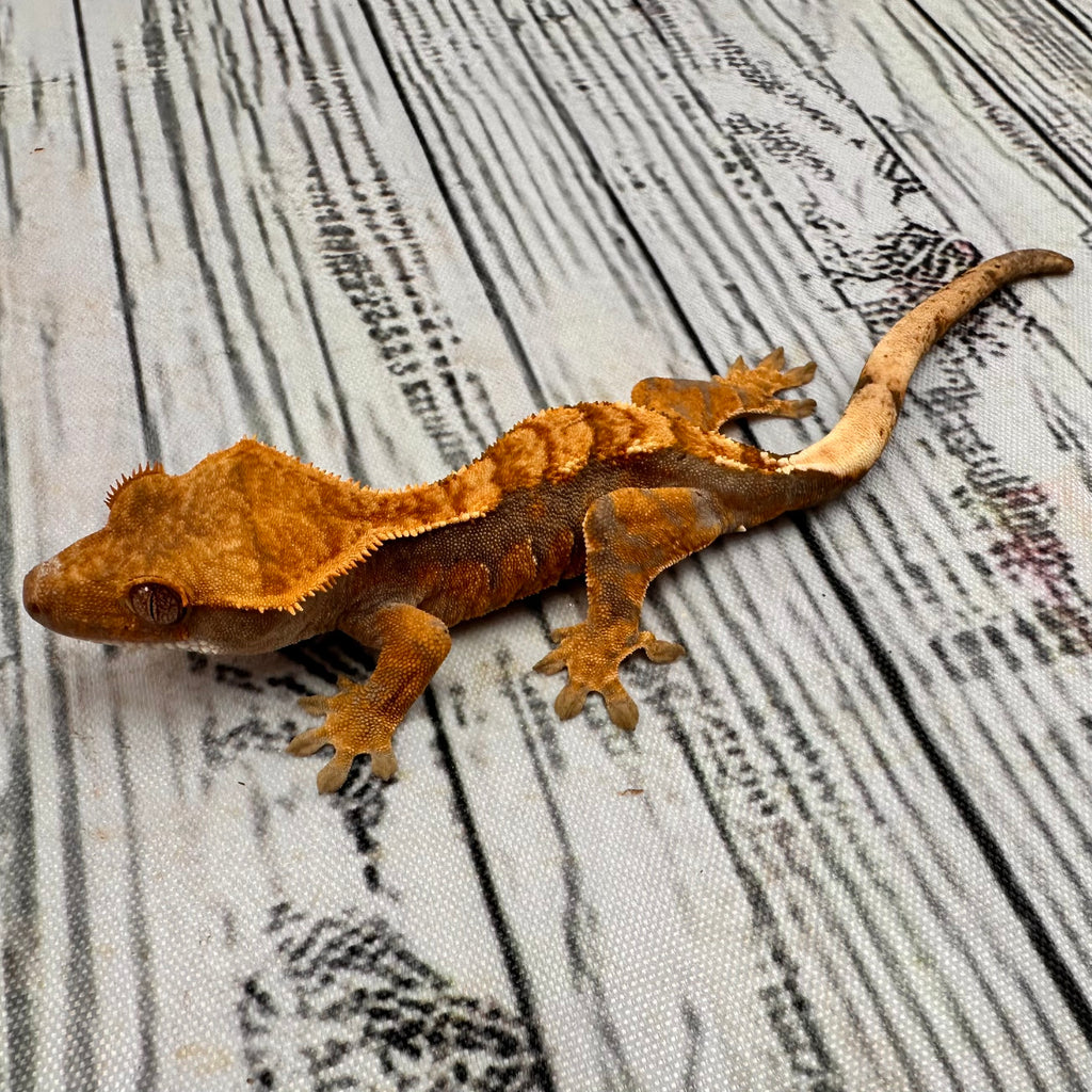 Harlequin Unsexed Crested Gecko (#R9)