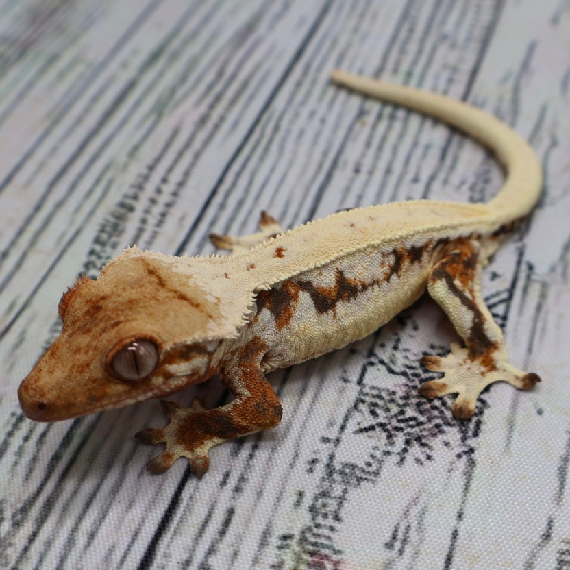 Lilly White Crested Gecko – Unsexed (#T2)