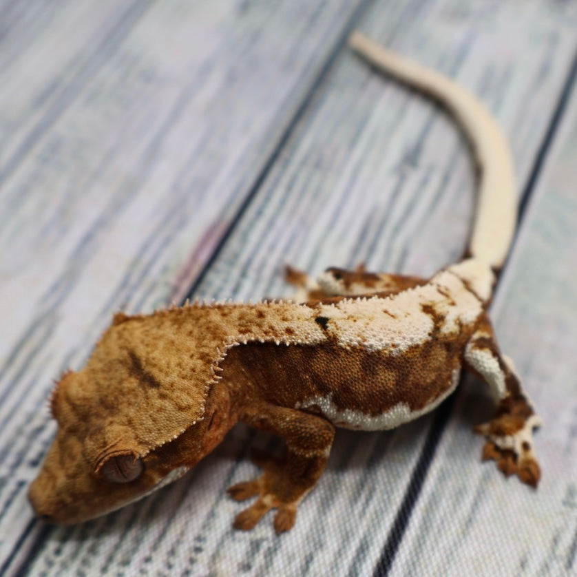 Lilly White het Axanthic Crested Gecko – Unsexed (#445)