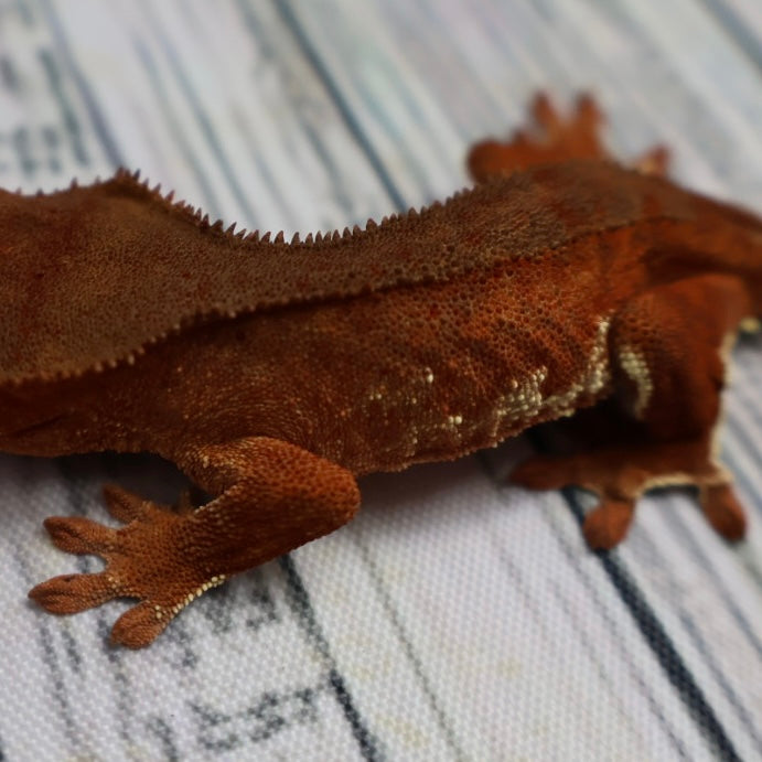 (#478) Phantom Lilly White Crested Gecko – Unsexed