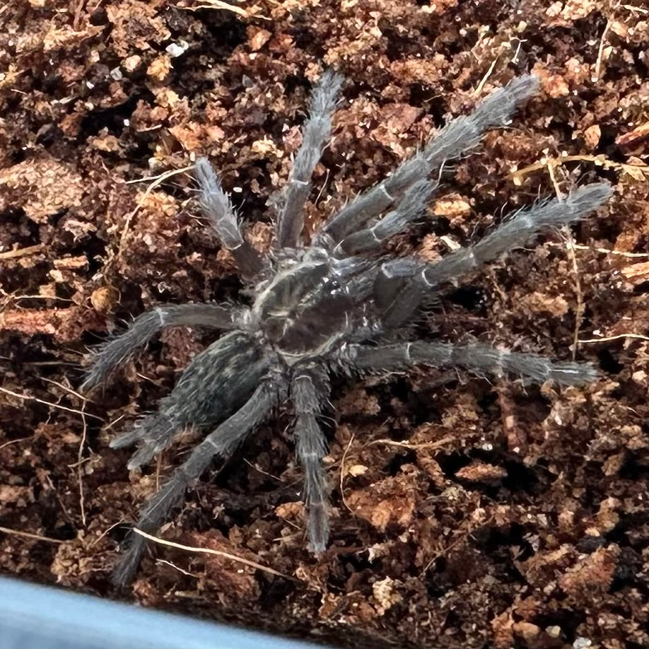 Heterothele villosella ~ (Tanzanian Chestnut Tarantula) ¼" – Unsexed Sling