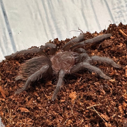 Tliltocatl epicureanus ~ (Yucatan Rust Rump Tarantula) ¾" – Unsexed Sling
