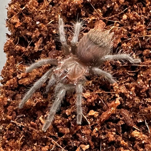 Tliltocatl kahlenbergi ~ (Vera Cruz Red Rump Tarantula) ½" – Unsexed Sling