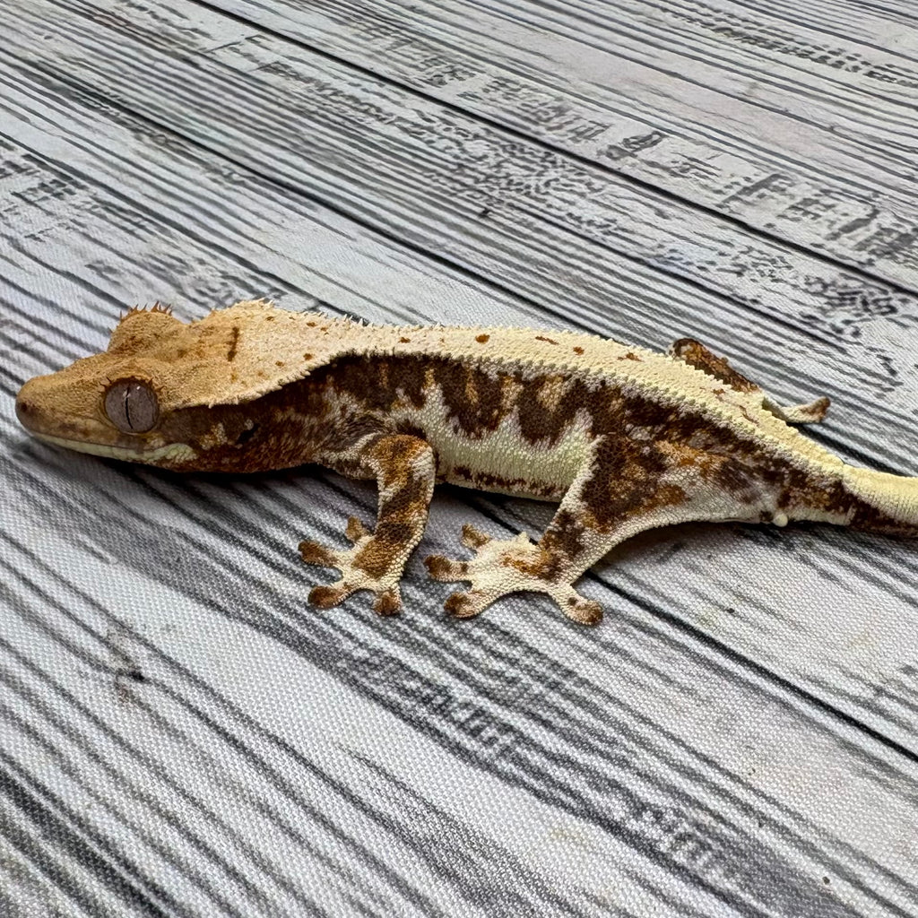 Lilly White Crested Gecko (#313)