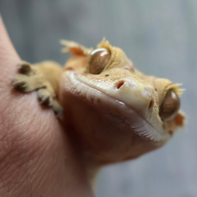 (#10) Yellow Harlequin Dalmatian Crested Gecko – Male Adult Proven Breeder