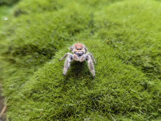 Regal Jumping Spider – Large Female (Phidippus regius, i6+ Confirmed)