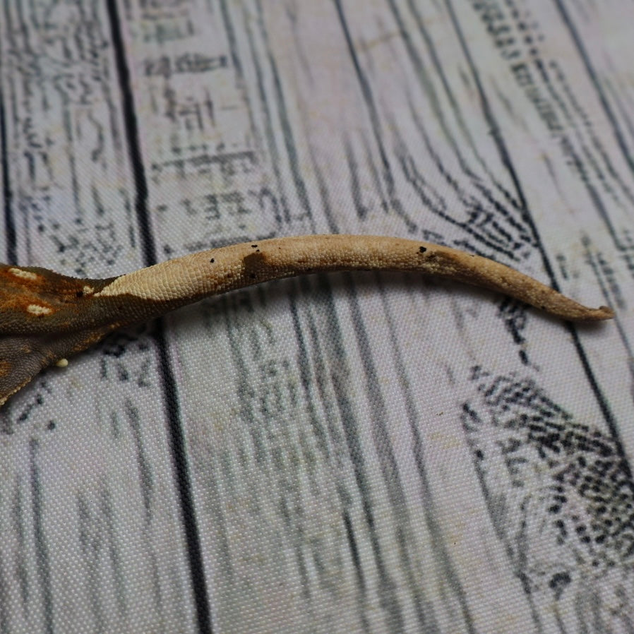 (#G132) Possible Fire Crested Gecko – Female Juvenile