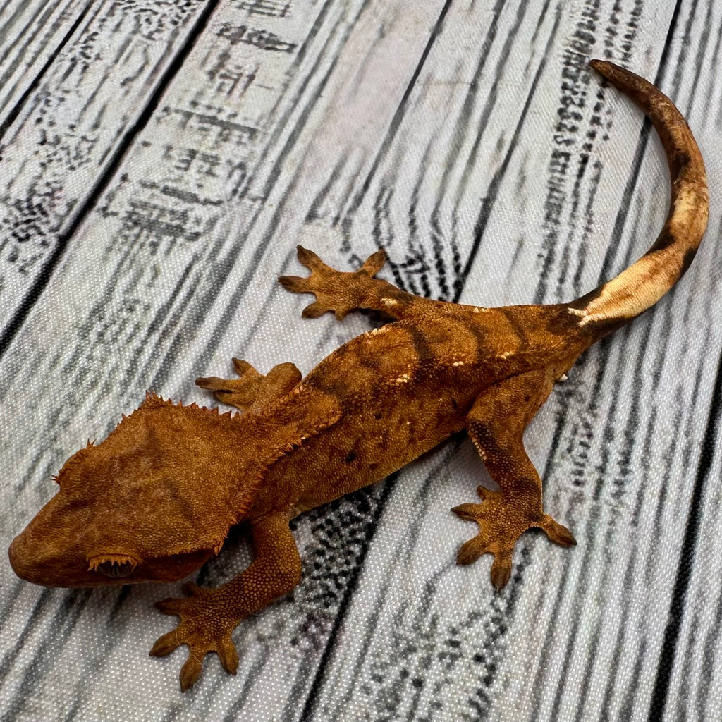Flame Unsexed Crested Gecko (#R28) ~ A+++