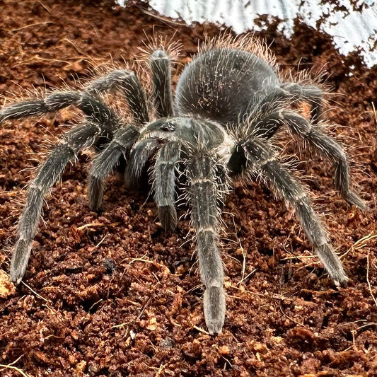 Phormictopus atrichomatus ~ (Dominican Purple Tarantula) 1.5" – Suspect Female Juvenile