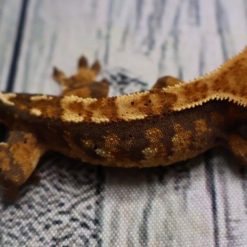 (#R6) Harlequin Unsexed Crested Gecko