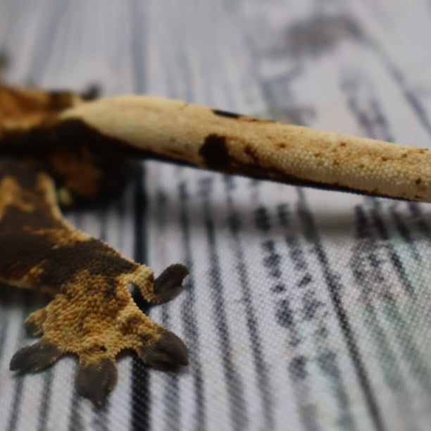 (#G125) Possible Fire Crested Gecko – Male Sub-Adult