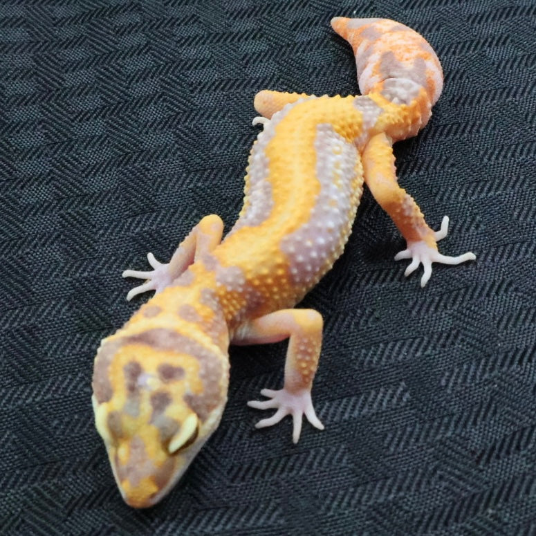 (#1) Bold Tangerine Tremper Albino Leopard Gecko – Unsexed