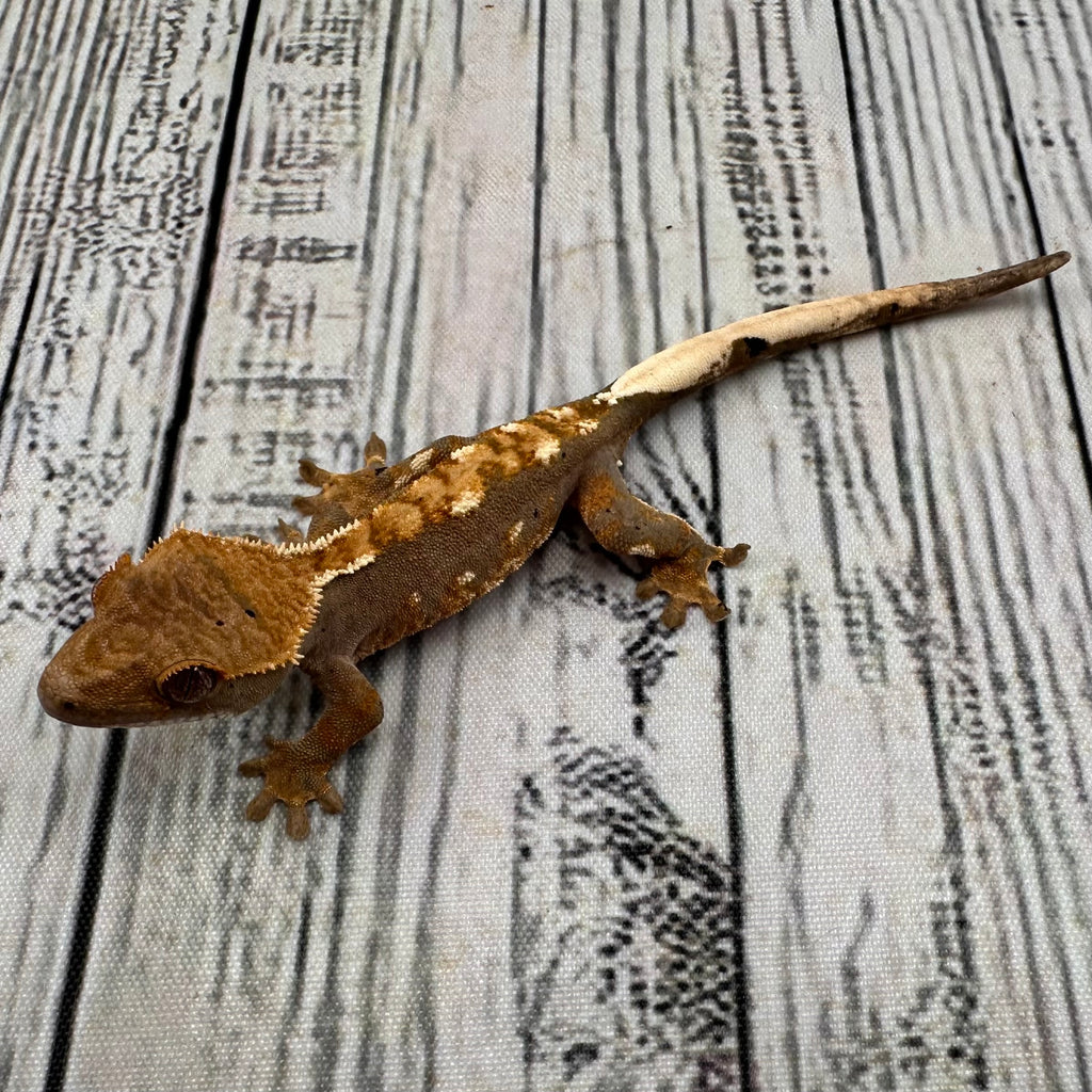 Flame Dalmatian Unsexed Crested Gecko (#R19)