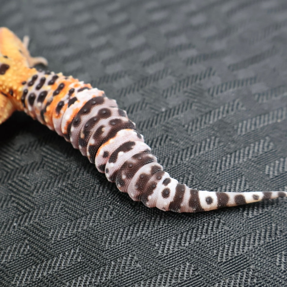 (#29) Tangerine Leopard Gecko – Female