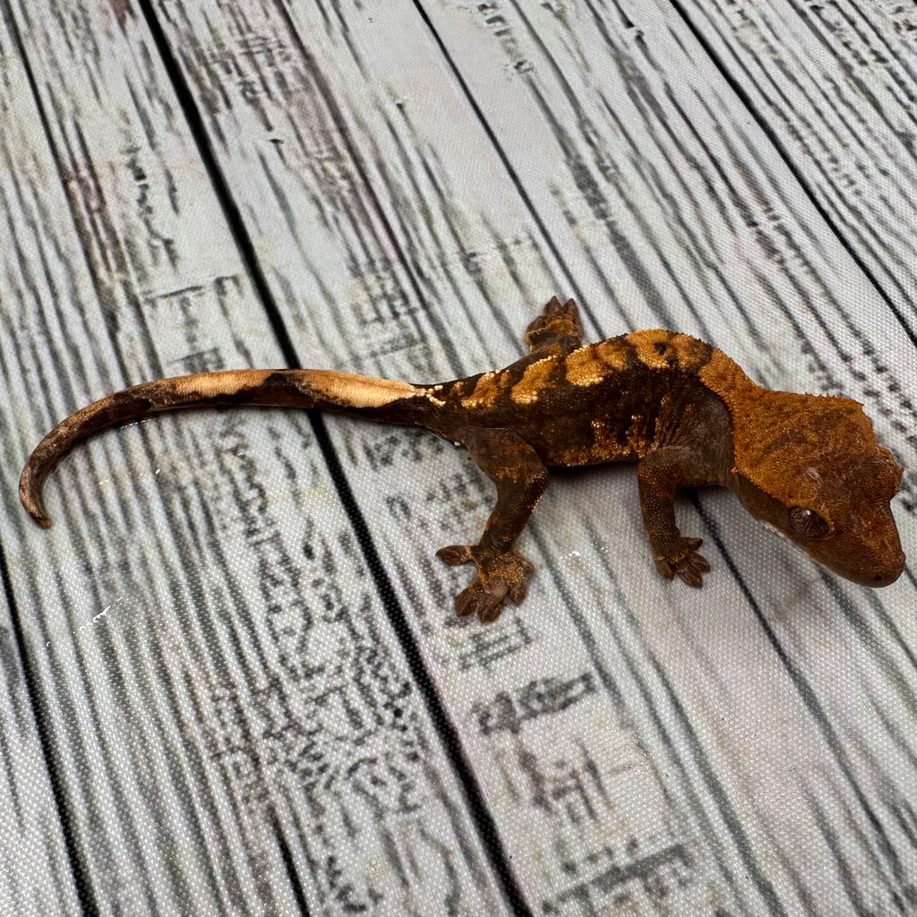 Flame Unsexed Crested Gecko (#R29)