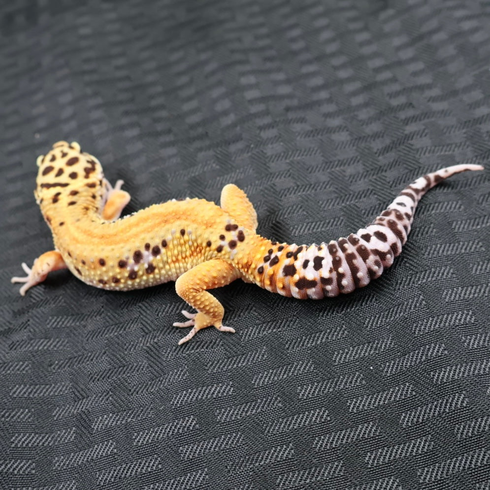 (#32) Tangerine Stripe Leopard Gecko – Male