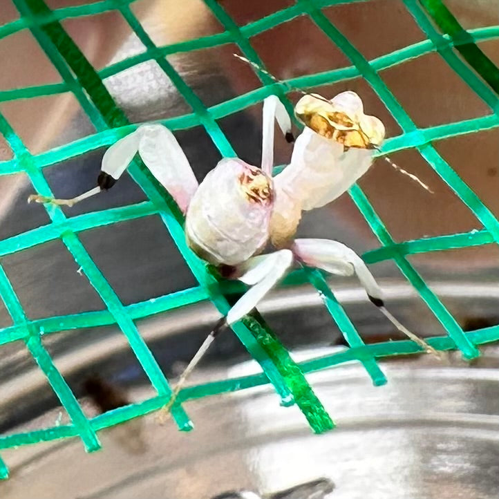 Orchid Mantis – Nymph (Hymenopus coronatus)