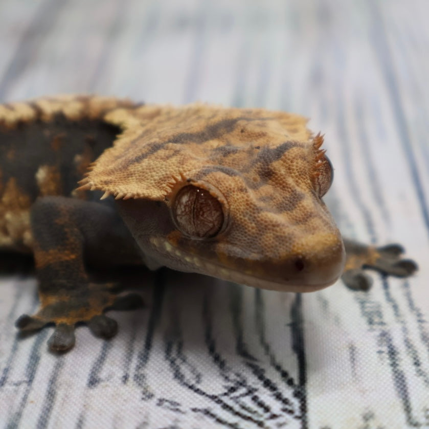 (#G131) Possible Fire Crested Gecko – Male Sub-Adult