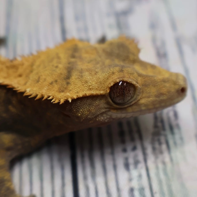 (#E20) Harlequin Softscale Crested Gecko – Female Sub-Adult