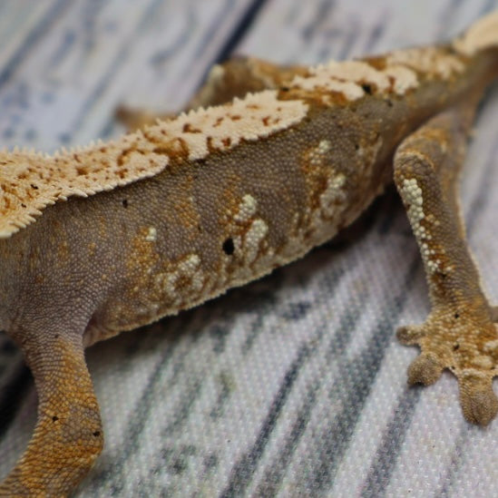 (#G118) Possible Fire Crested Gecko – Unsexed