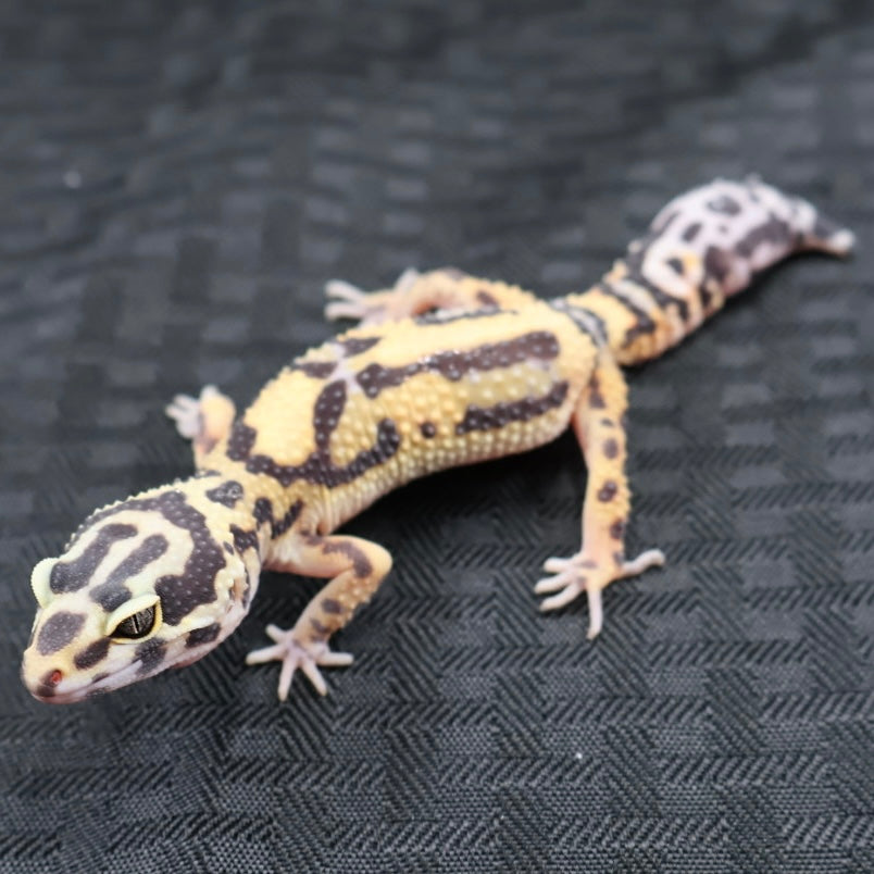 (#21) Bold Leopard Gecko – Unsexed
